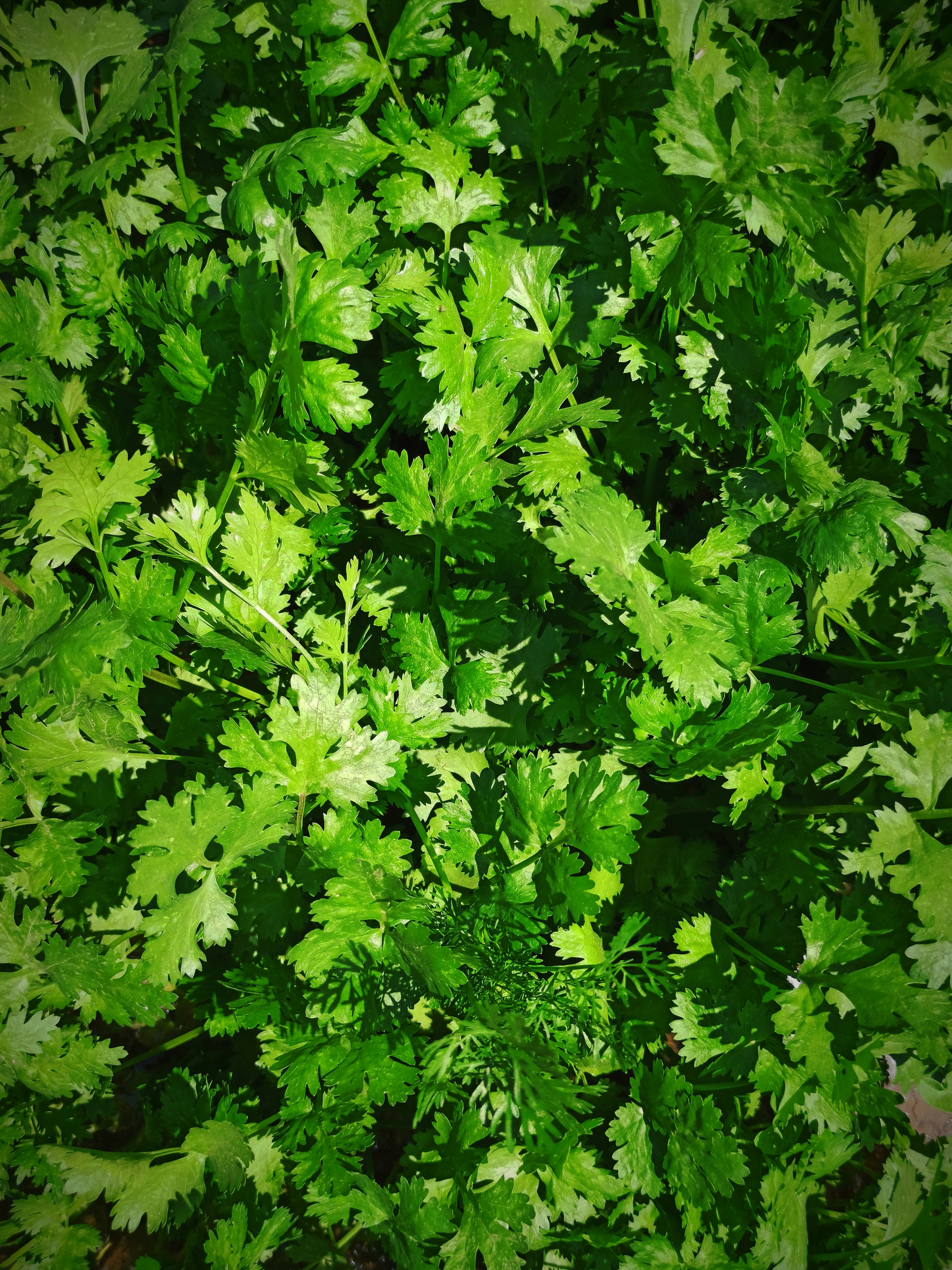 Cilantro Común
